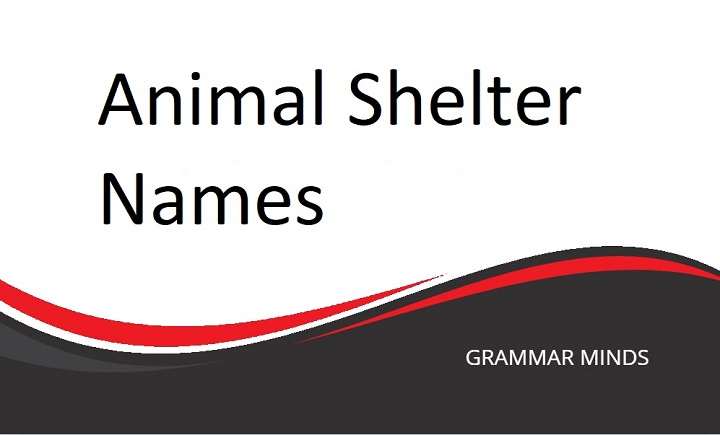 Guide to Choosing the Perfect Animal Shelter Name